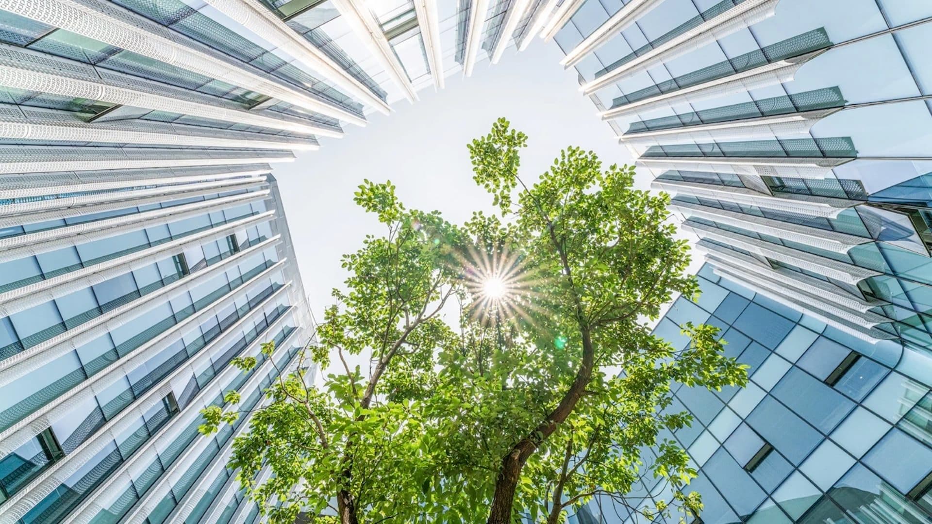 tree with office buildings in the background